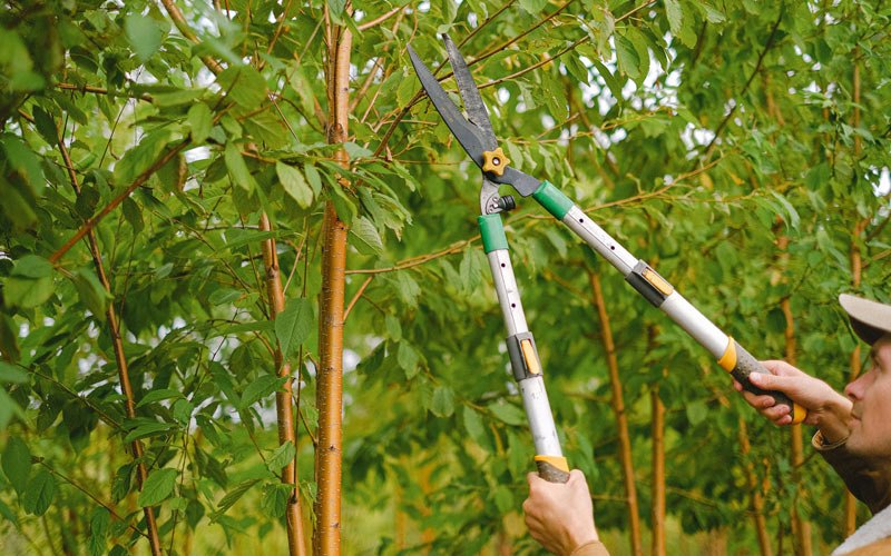 Tree trimming in Chester Springs, PA